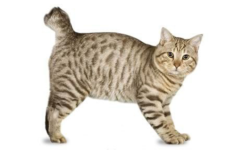 تصویر آمریکن بابتیل (American Bobtail)